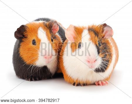 Two Guinea Pigs Isolated On White Background. Funny, Guineapig.
