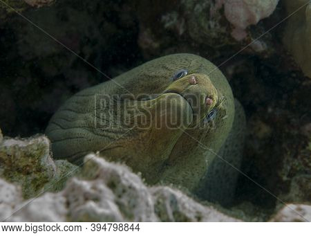 The Head Of Giant Moray Eel Appeared From The Reef
