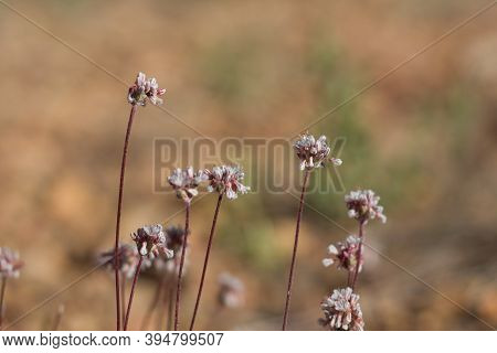 Head Inflorescences Of Pink Bloom From Pebble Buckwheat, Eriogonum Kennedyi, Polygonaceae, Native He