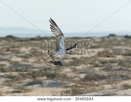 비행 중에 큰 사냥 물 수리 새