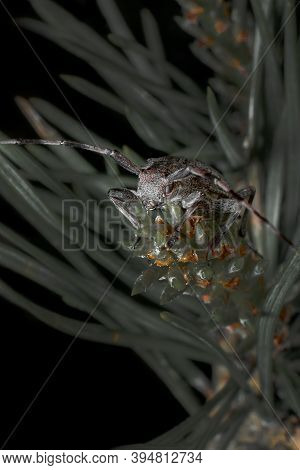 Barbel Beetle Sitting On A Spruce Branch, Close-up Bark Beetle, Horizontal Photo.