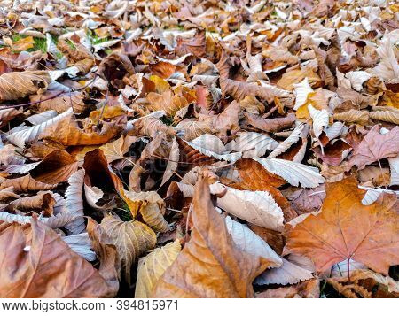 Autumn Leave Piles