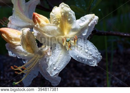 White Flower Of The Pointed Rhododendron, Blooming At Dawn, With Drops Of Morning Dew, On A Dark Bac