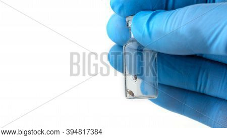 A Doctor In Rubber Gloves Holds A Test Tube With A Dangerous Blood-sucking Insect, Encephalitic Mite