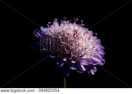 Knautia Arvensis Flower, Field Knautia Isolated On A Black Background, Purple Field Flower On A Dark