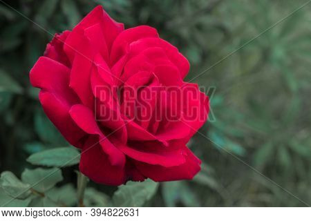 Single Beautiful Rhoda, Open Blooming, Blooming Bud Of A Beautiful Rose On A Green Background