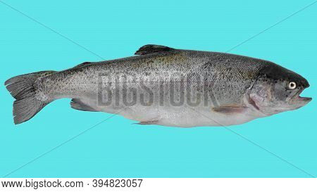 Isolated Sea Trout On A Beautiful Sea Background, Red Fish, Norwegian