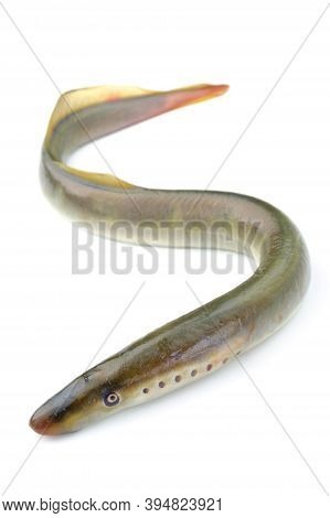 River Lamprey, Isolated On A White Background, A Species Of Predatory Jawless Fish In The Family Lam