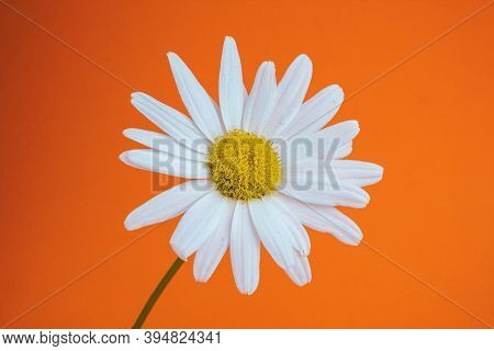 Side View Of A Single Flower Of Medicinal Chamomile On An Orange Background