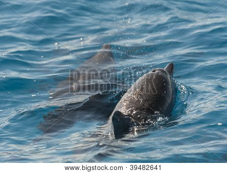 Golfinhos-rotadores a superfície de uma lagoa