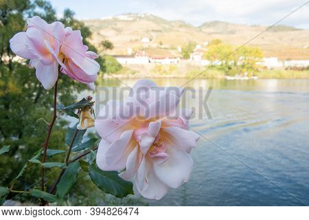 Close-up Of A Pink Rose On A Backdrop Of The River, Hills, 