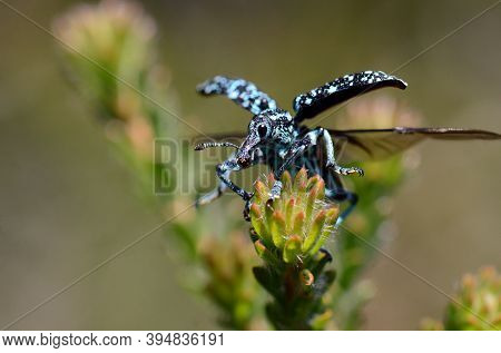 Close Up Of An Australian Native Blue And Black Botany Bay Weevil, Chrysolopus Spectabilis, Taking F