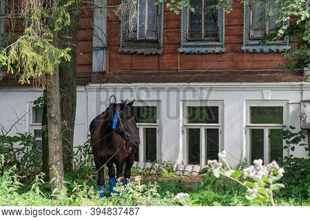 Adorable Brown Horse With Black Mane And Tail Snaffle And Saddle Grazes In Fresh Green Grass Near Th