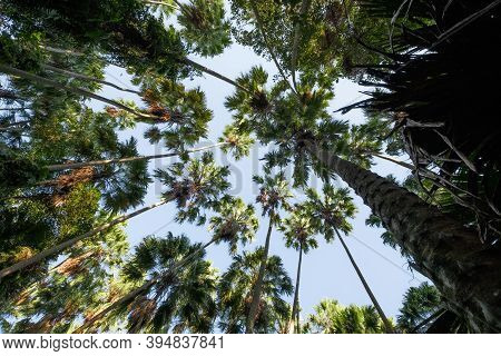 Taraw Palm Trees With The Sky Background, Scientific Name: Livistona Saribus