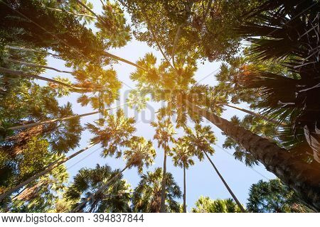 Taraw Palm Trees With The Sky Background, Scientific Name: Livistona Saribus