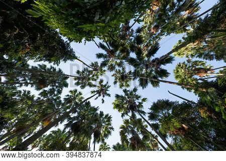 Taraw Palm Trees With The Sky Background, Scientific Name: Livistona Saribus
