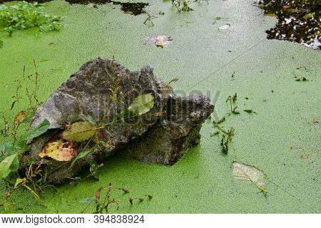 Rock Stands In A Duckweed Covered Pond In A Still Backwater Of Goldstream River In The Autumn, Vanco