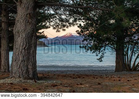 Sunset Mountain Peaks Through The Trees On Lake Tekapo Shore