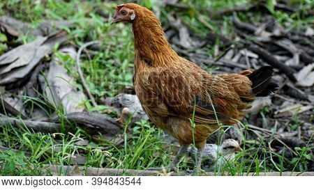 A Czech Gold Brindled Hen Is Grazing In A Field