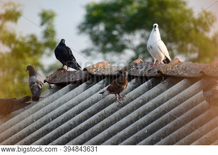 Some Pigeons Are Sitting On Roof On Their Nest