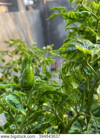 Fresh Green Chilly With Blurry Background In A Garden