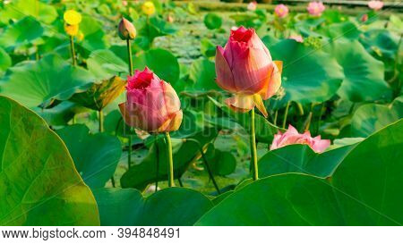 Beautiful Pink Petals Of Bud Lotus Flower Blooming On Green Leaves In A Pond And Natural Landscaped