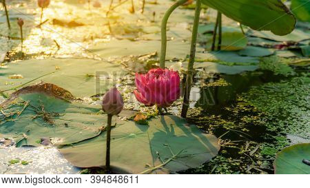 Beautiful Pink Petals Of Bud Lotus Flower Blooming On Green Leaves In A Pond And Natural Landscaped