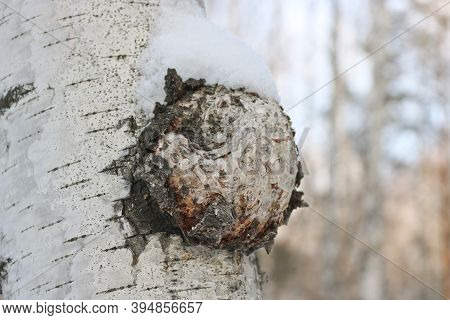 Chaga (inonotus Obliquus) Is A Fungus From The Hymenochaetaceae Family. Potential Medicine For Cance