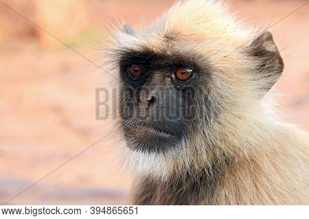 Close-up Of A Gray Langur (semnopithecus Entellus, Aka Common Langur). Ranthambore, India