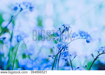Fresh Pleasant Flowers Of Forget-me-nots Are Illuminated By Light Sunlight. Blue Tinted Glass. Bluen