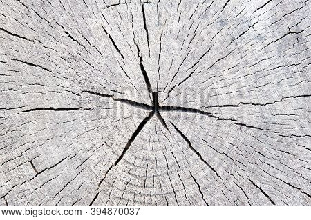 Cross Section Of Tree Trunk Log With Growth Rings, Timber Wood Texture Stump Of Tree Felled Section 