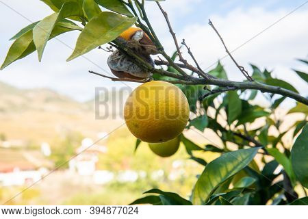 Orange Fruits Of The Citrus Sinensis (orange Tree) On A Backdrop Of Douro Valley Vineyards, Portugal