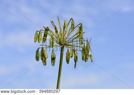 African Lily Seed Pods - Latin Name - Agapanthus Africanus