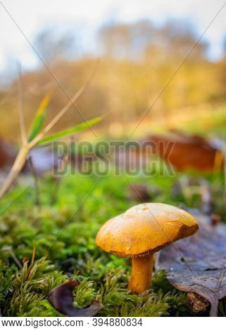 Wild Mushrooms Of The Autumn Fall Season Macro Photography
