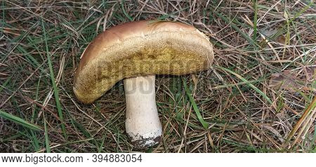 Brown-cap Mushroom In Green And Brown Grass
