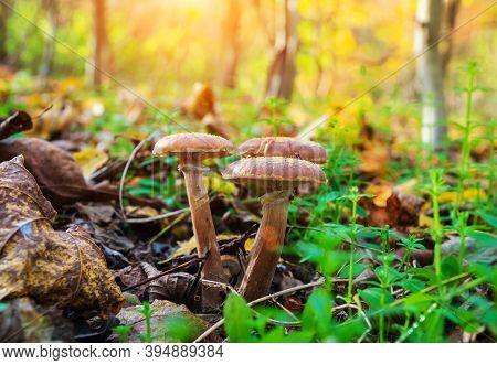 Three Mushrooms Honey Fungus In A Meadow In The Autumn Forest Among Fallen Leaves At Sunset