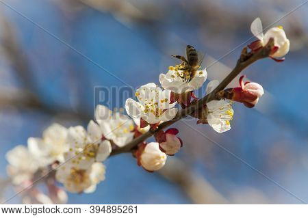 Honey Bee, Apis Mellifera, Nectar Feeding On Cherry Blossom, Selective Focus And Diffused Background