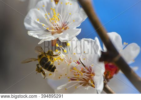 Honey Bee Collecting Pollen From Flowers Close-up