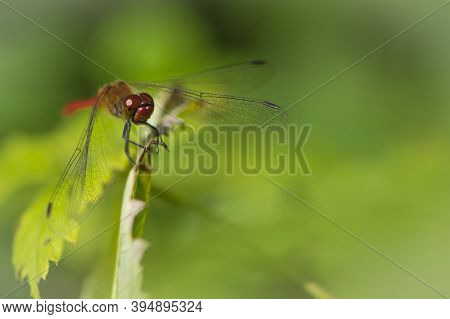 Dragonfly Sitting On A Branch With Natural Green Background