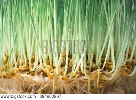 Wheat With Sprouts And Roots Close-up. Side View.