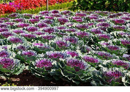Villandry, France - September 7, 2019: This Is A Fragment Of A Cauliflower Planted In The Vegetable 