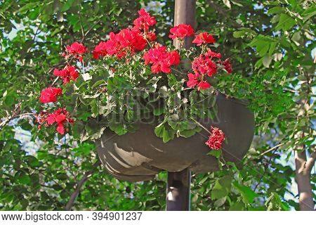 Beautiful Red Flowers In Flower Pot On The Street Lamp Post Pole In The City