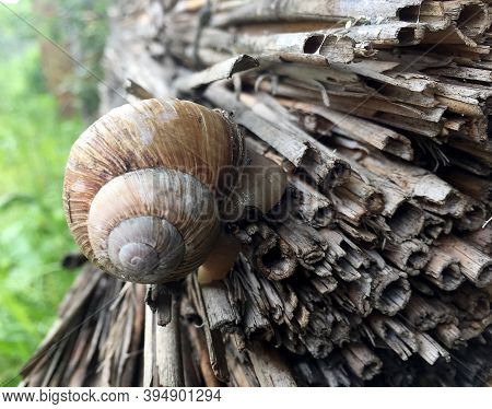 Small Garden Snail In Shell Crawling On Wet Road, Slug Hurry Home. Snail Slug Consist Of Edible Tast