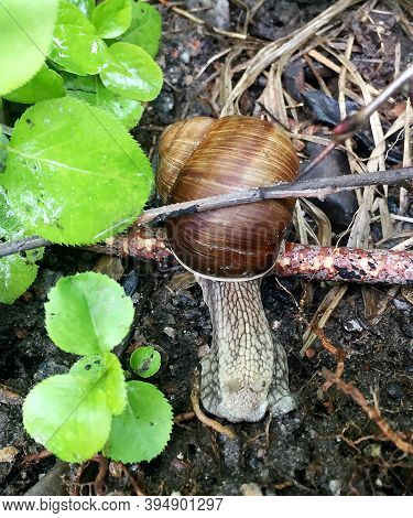 Small Garden Snail In Shell Crawling On Wet Road, Slug Hurry Home. Snail Slug Consist Of Edible Tast