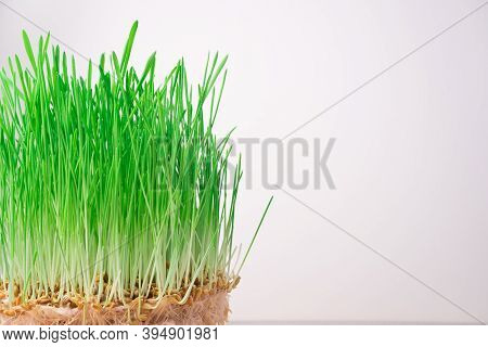 Superfood, Sprouted Wheat With Green Grass On A Light Background.