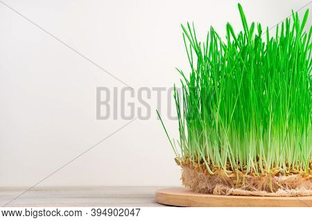 Green Wheat Shoots With Grains On A Light Background.