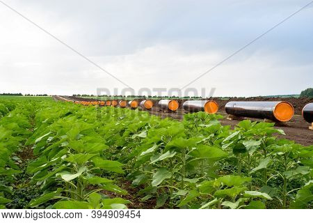 Construction Works For Gas-transmission Pipeline In Sunflower Field. Gas Pipeline Turkish Stream.