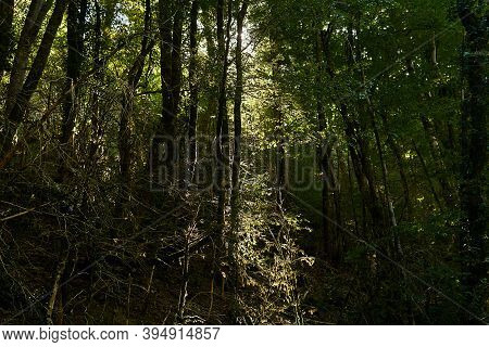 Sun Rays Make Their Way Through A Thickets Of Moss-covered Tree Trunks In The Temperate Rainforest