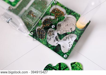 Acrylic Ant Farm, Formicarium With Reaper Ants Decorated Arena And Test Tube For Drinking Ants Stand