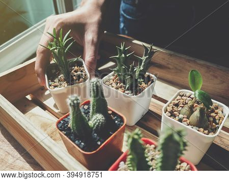 Woman Gardener Selecting Cactus To Wooden Tray And Holding A Succulent Cactus Pot In The Flower Shop